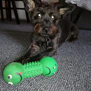 Cairn terrier Amigo