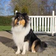 Collie langhåret Ebony Moor´s Daydreamer Dexter