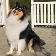 Collie langhåret Ebony Moor´s Daydreamer Dexter