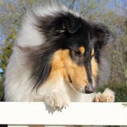 Collie langhåret Ebony Moor´s Daydreamer Dexter