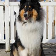 Collie langhåret Ebony Moor´s Daydreamer Dexter
