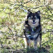 Finsk lapphund Silke
