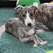 Whippet Tilla