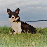 Welsh corgi cardigan Herkules