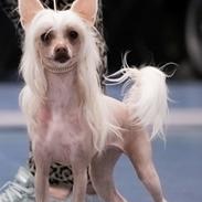 Chinese crested hårløs Zico Stella (Hottie Tot's Foxie Flash)