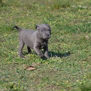 Staffordshire bull terrier Daisy Bullabella FCI