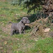 Staffordshire bull terrier Daisy Bullabella FCI