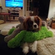Cavalier king charles spaniel Piccocanes Louie