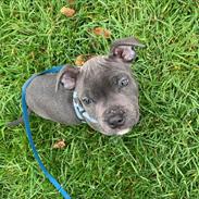 Staffordshire bull terrier Jalokin