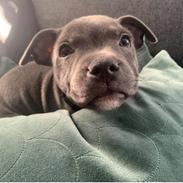 Staffordshire bull terrier Jalokin