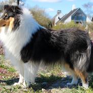 Collie langhåret Ebony Moor´s Daydreamer Dexter