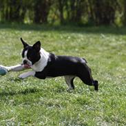 Boston terrier House Of Bounce What a catch aka Morris 