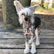 Chinese crested hårløs Malthe