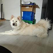 Eurasier Daisy