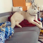 Siberian husky Aya 