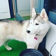 Siberian husky Aya 