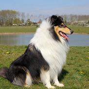 Collie langhåret Ebony Moor´s Daydreamer Dexter