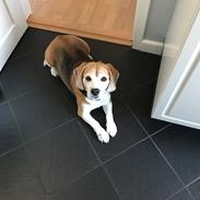 Beagle Simba