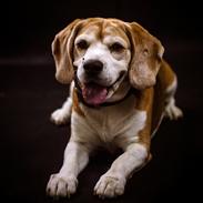 Beagle Simba