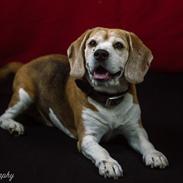 Beagle Simba