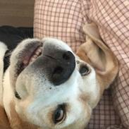 Beagle Simba
