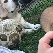 Beagle Simba