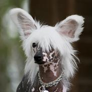 Chinese crested hårløs Malthe