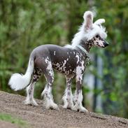 Chinese crested hårløs Malthe