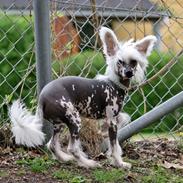Chinese crested hårløs Malthe
