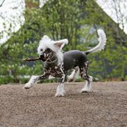Chinese crested hårløs Malthe