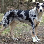 Border collie Kaos