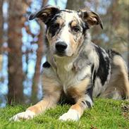 Border collie Kaos