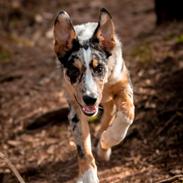 Border collie Kaos (Offish Alkyra)