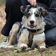 Border collie Kaos (Offish Alkyra)