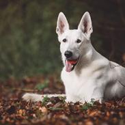 Hvid Schweizisk Hyrdehund Gandi