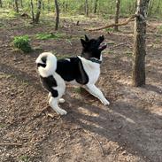 American Akita Bob