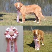 Nova scotia duck tolling retriever Flóki/Toller's Delight Viking Warrior