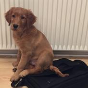 Golden retriever Oscar