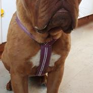 Dogue de bordeaux Lola 