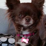Chihuahua Tesla