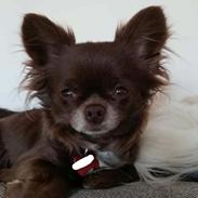 Chihuahua Tesla
