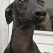 Italiensk mynde kennel all stars Diva *Althea*