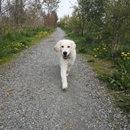 Golden retriever Arthur 