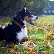 Border collie Lupin aka. Antti