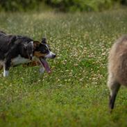 Border collie Lupin aka. Antti