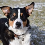 Border collie Lupin aka. Antti
