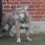 Olde english bulldogge MightyBulldogs Sylvesters Drøm