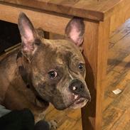 Olde english bulldogge MightyBulldogs Sylvesters Drøm