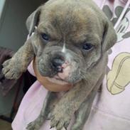 Olde english bulldogge MightyBulldogs Sylvesters Drøm