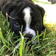 Olde english bulldogge Manse